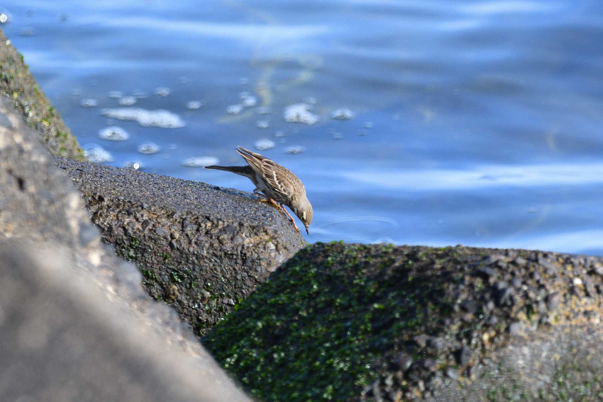 Water Pipit