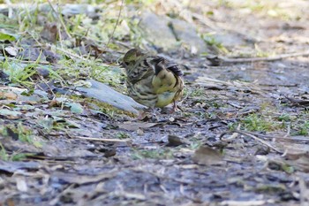 Masked Bunting Asaba Biotope Sun, 12/18/2016