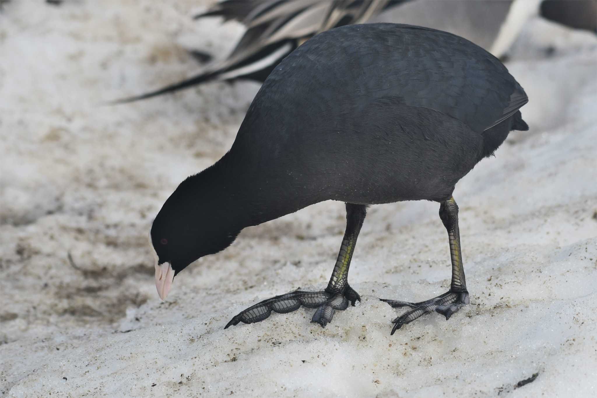 オオバン