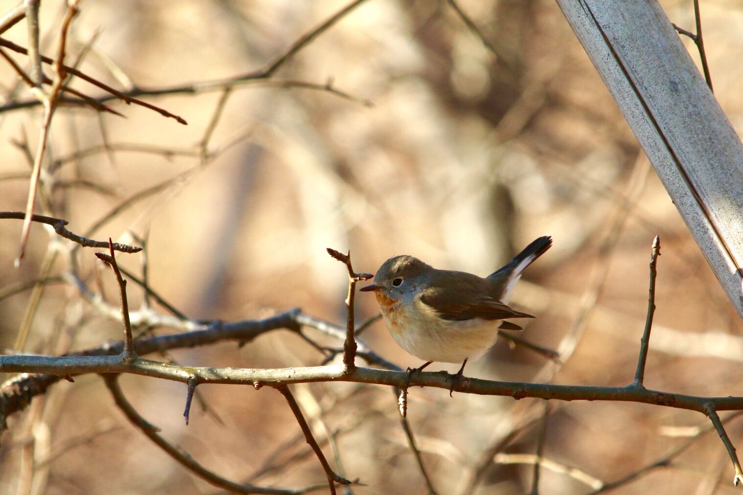 Photo of Red-breasted Flycatcher at 府中市 by ゴロー