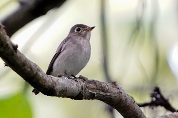 コサメビタキ シンガポール植物園 2021年1月24日(日)