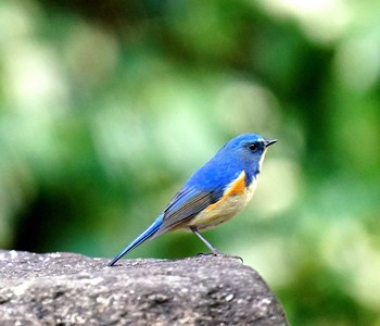 Red-flanked Bluetail 見沼 Fri, 1/22/2021