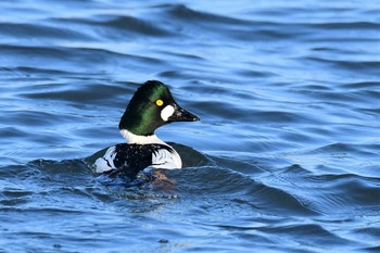 2021年1月25日(月) 田鶴浜野鳥公園の野鳥観察記録