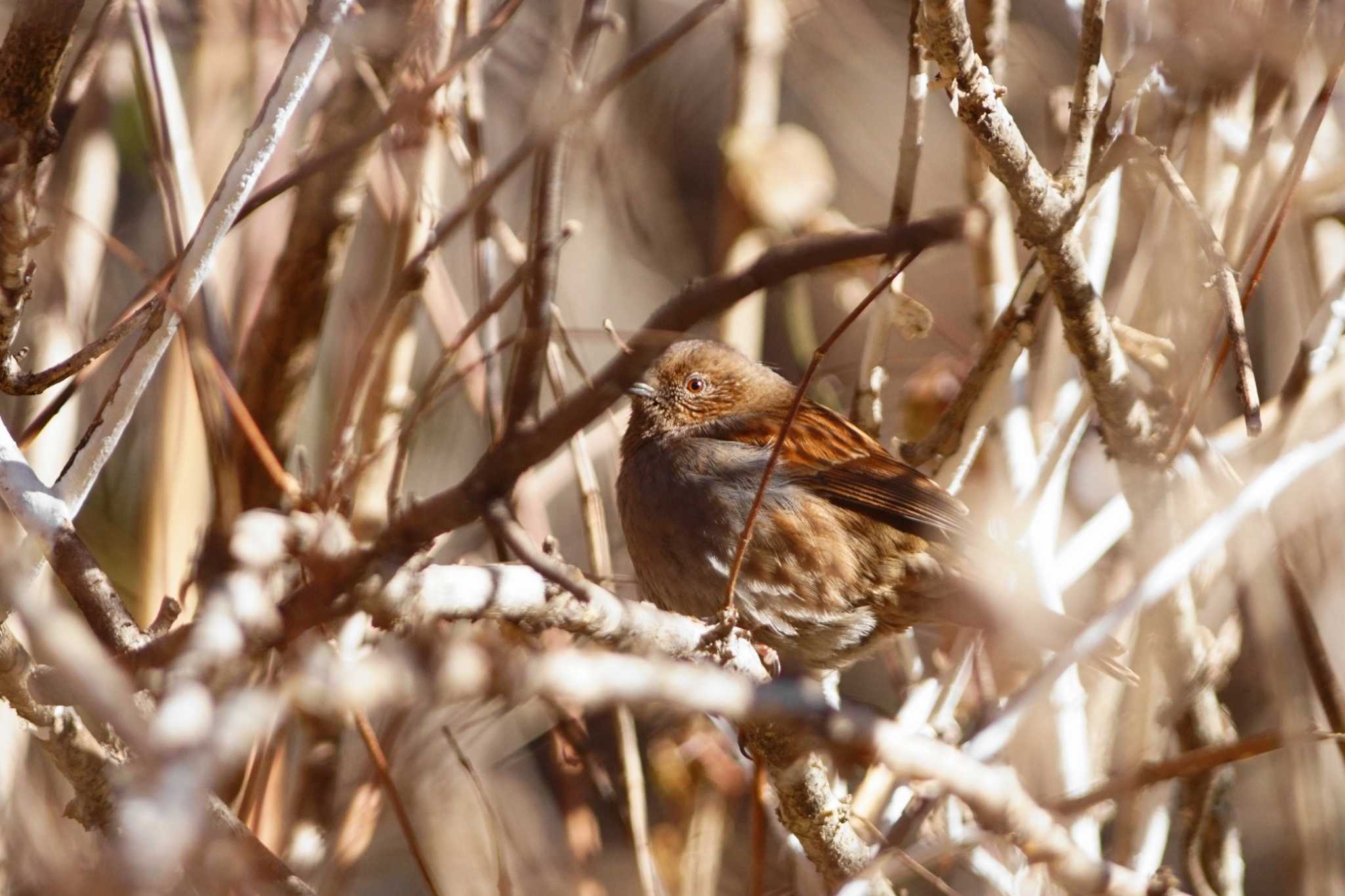 群馬県 カヤクグリの写真