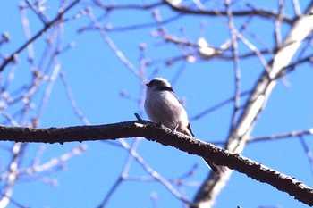 Long-tailed Tit 国営武蔵丘陵森林公園  Mon, 1/4/2021