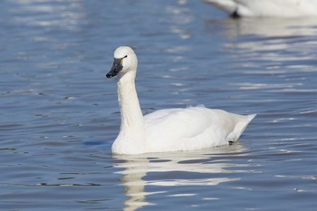 アメリカコハクチョウ 本埜村白鳥の郷 2021年1月25日(月)