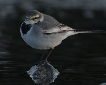 White Wagtail(alba) Unknown Spots Mon, 1/25/2021