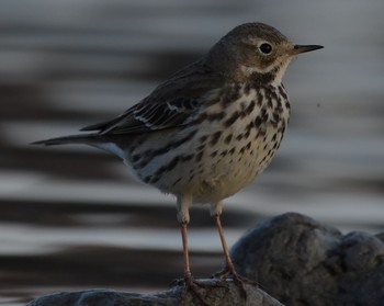 Buff-bellied Pipit