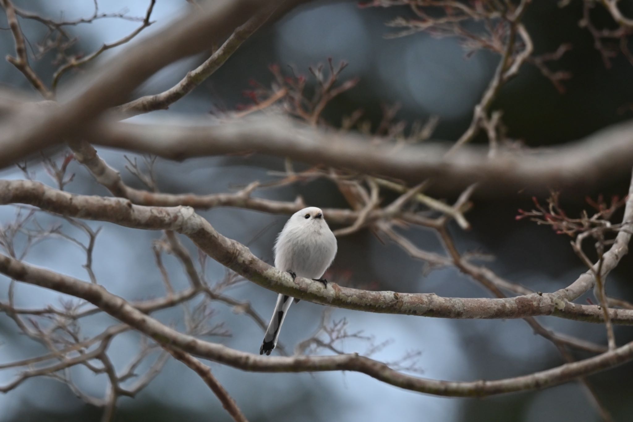 初シマエナガ