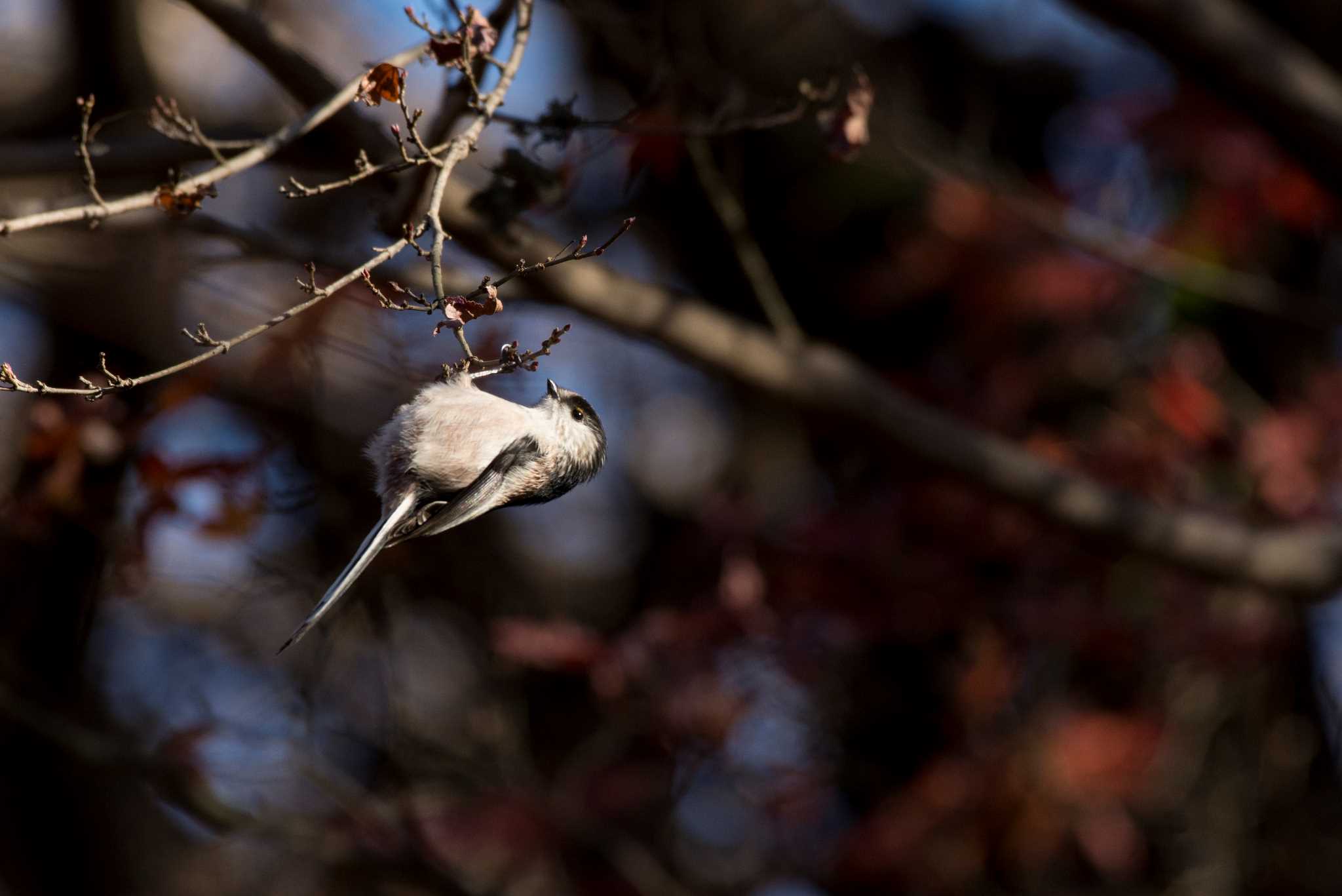 Photo of Long-tailed Tit at  by エナガ好き