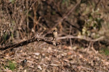 2021年1月25日(月) 北本自然観察公園の野鳥観察記録