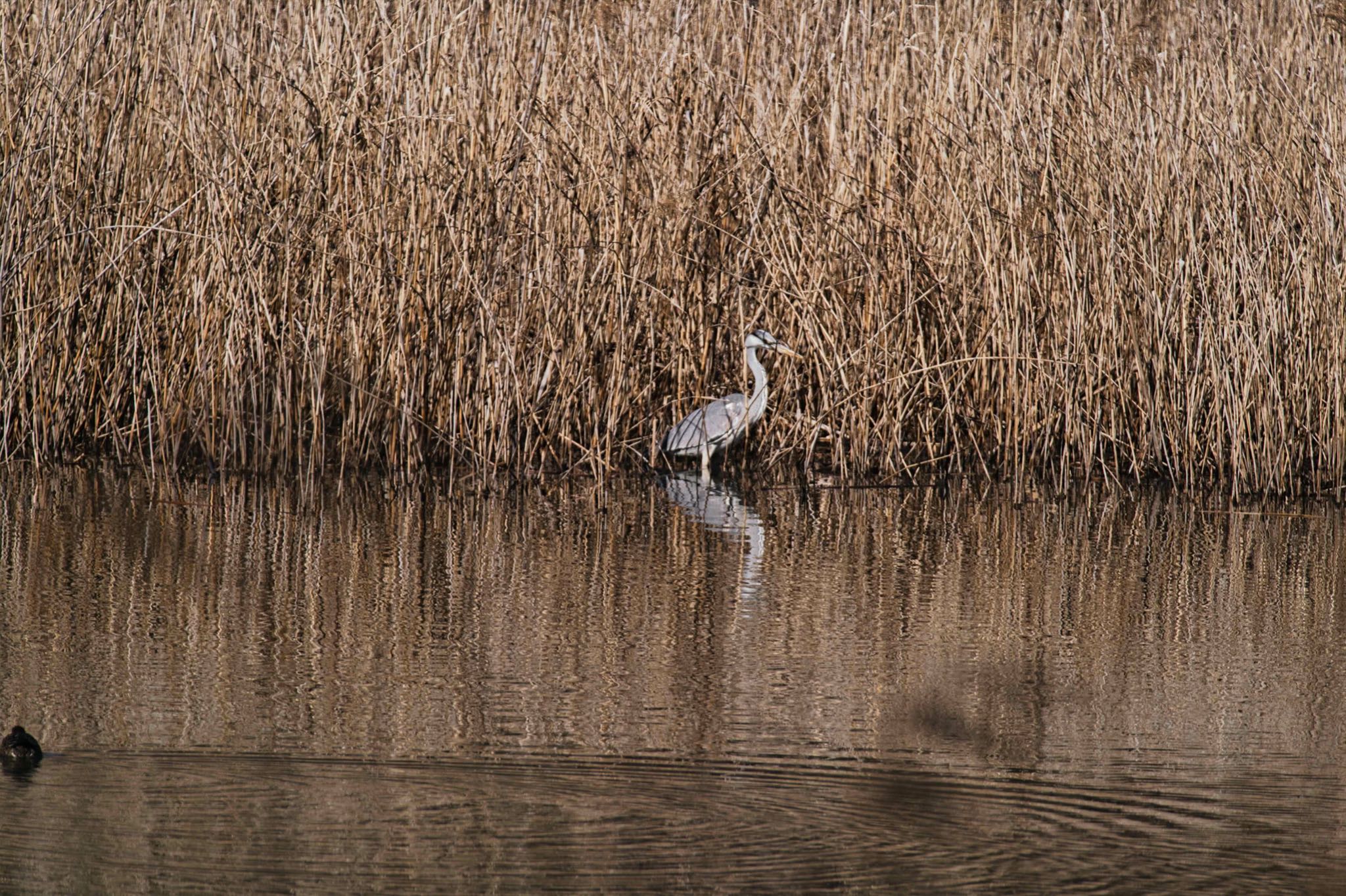 北本自然観察公園 アオサギの写真 by あおじさん