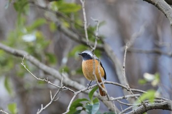 2016年12月17日(土) 東京大学附属植物園の野鳥観察記録