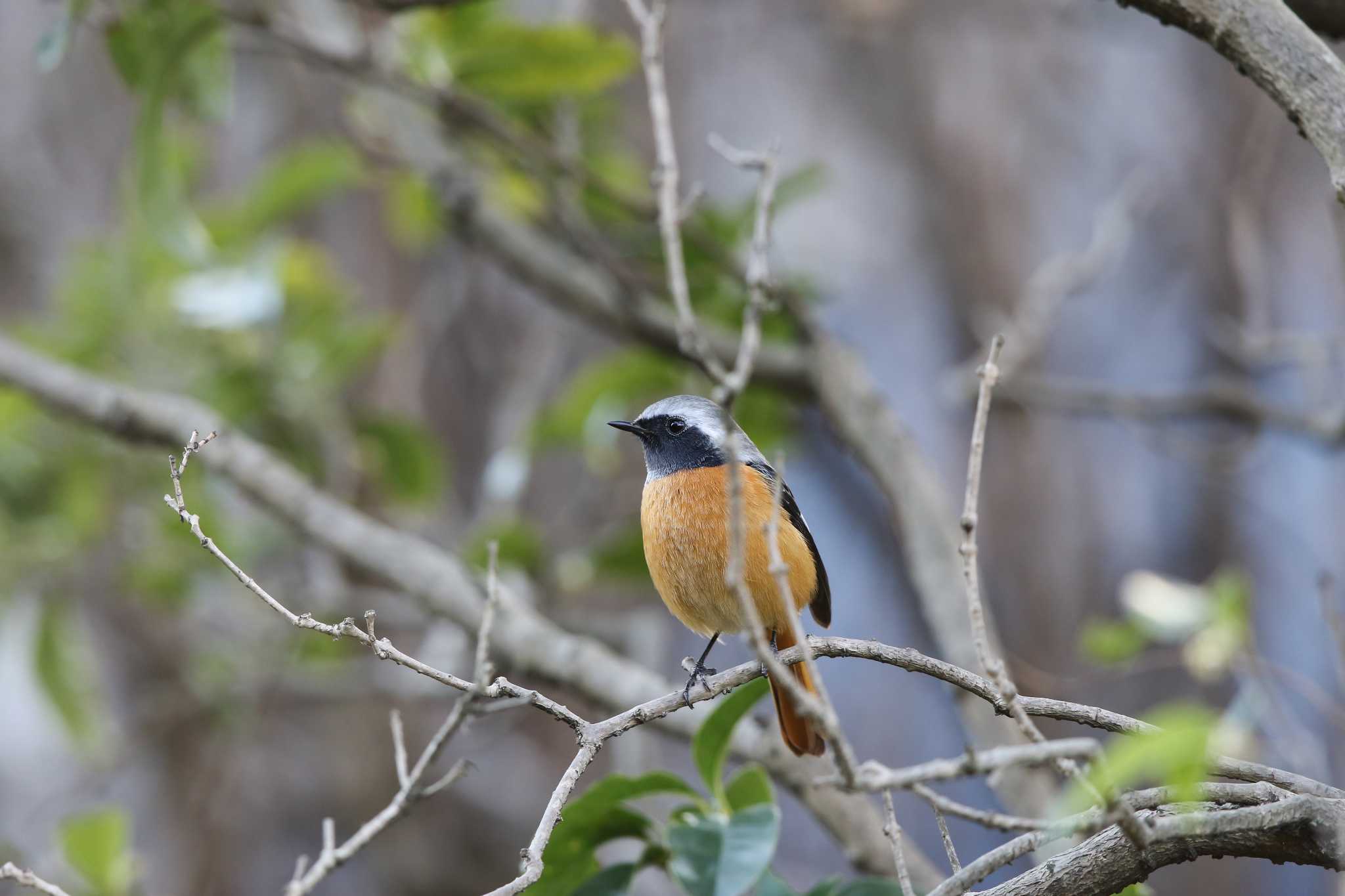 Daurian Redstart