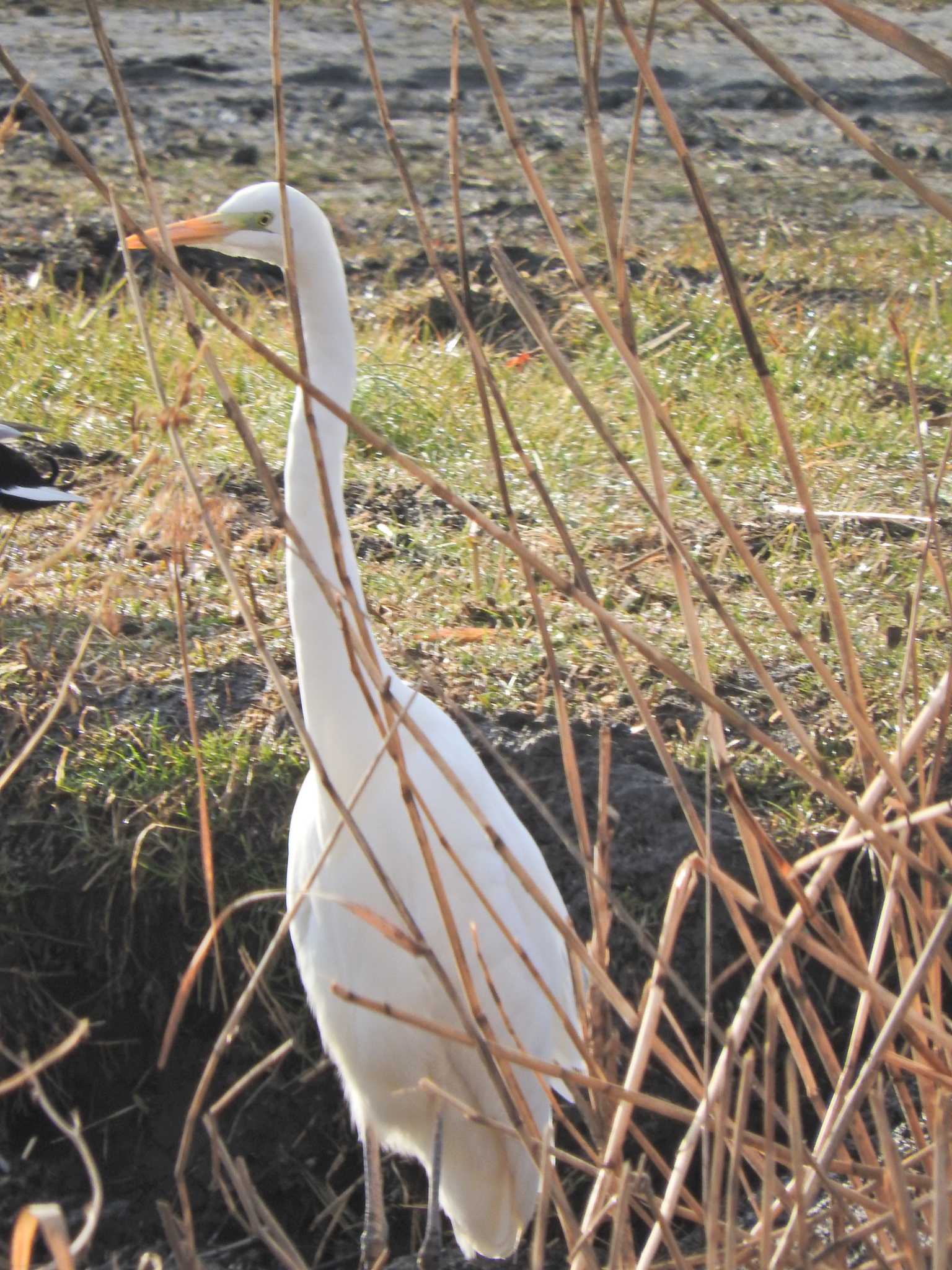 砂川堀北野調整池 ダイサギの写真