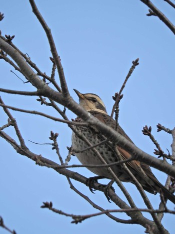 Tue, 1/26/2021 Birding report at 砂川堀北野調整池