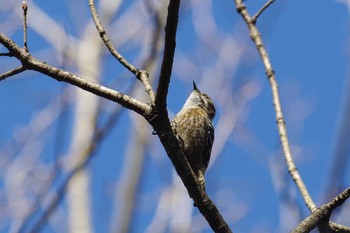 Japanese Pygmy Woodpecker 国営武蔵丘陵森林公園  Mon, 1/4/2021