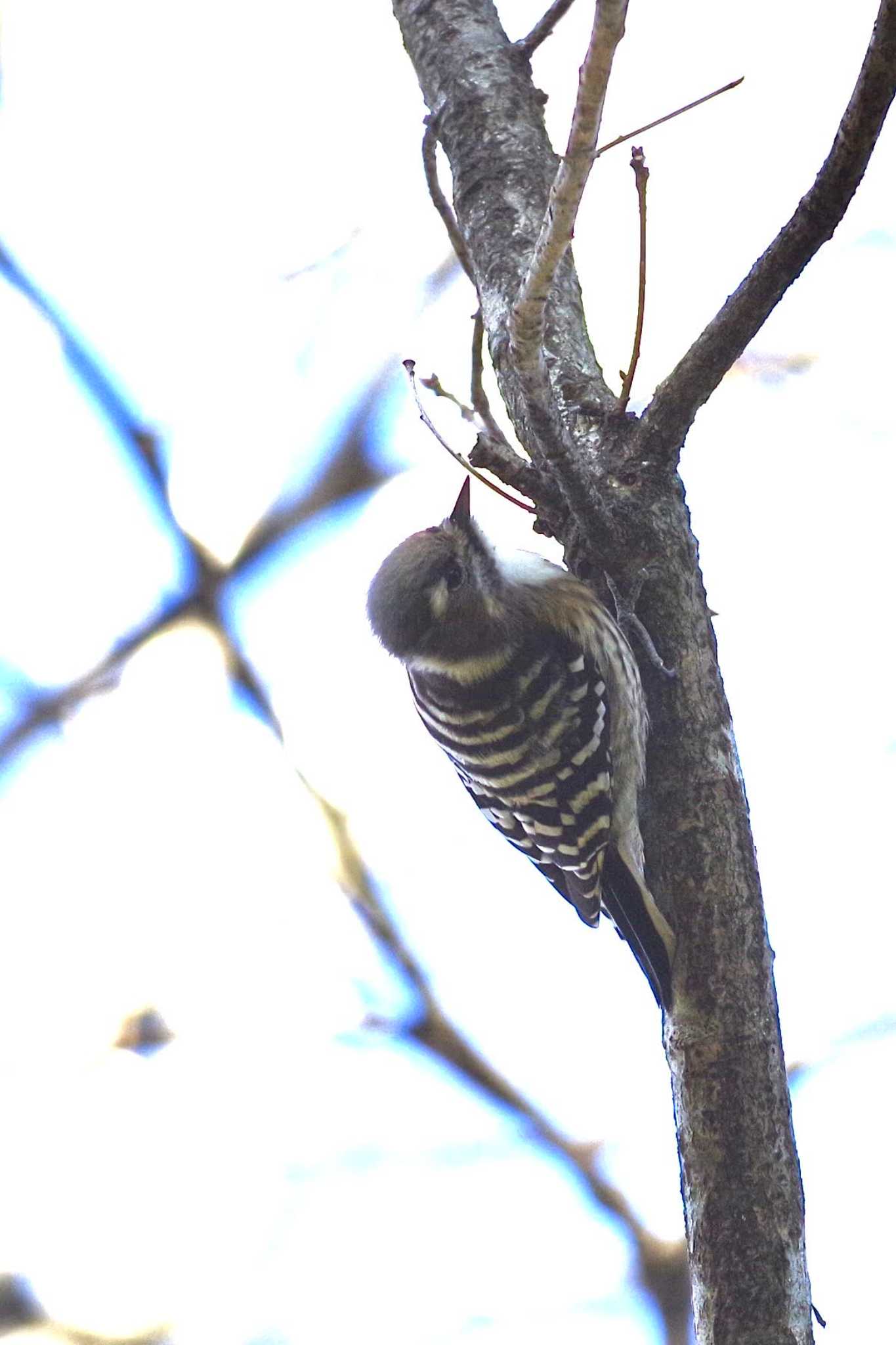 Photo of Japanese Pygmy Woodpecker at 国営武蔵丘陵森林公園  by TOMOTOMO