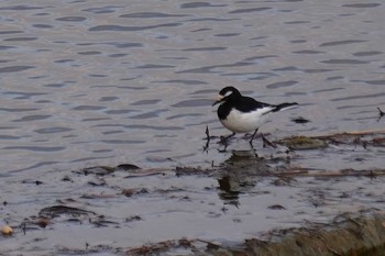 Japanese Wagtail 武庫川 Sat, 1/16/2021