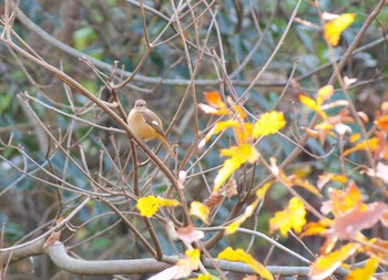 Daurian Redstart Unknown Spots Wed, 12/7/2016