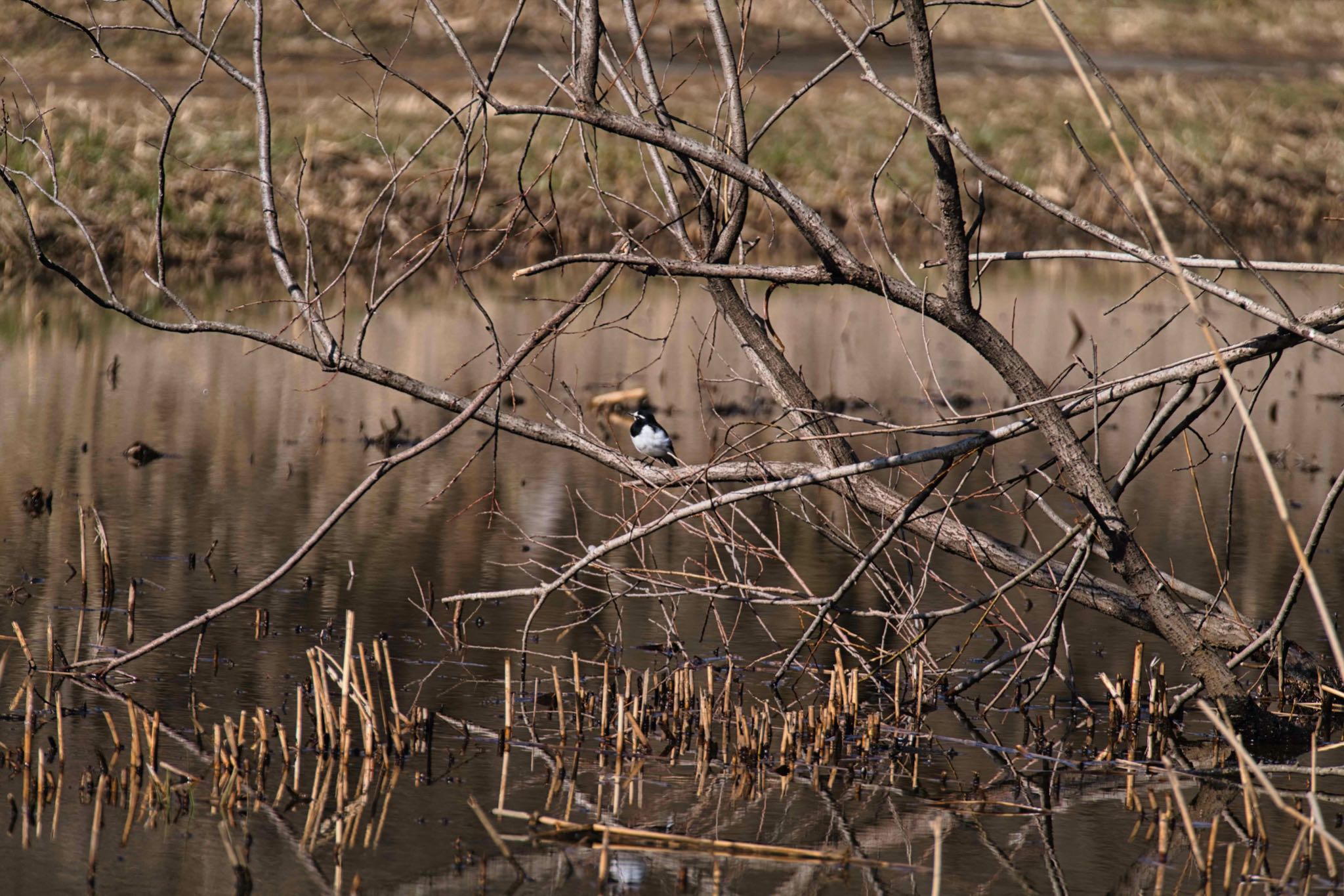 北本自然観察公園 セグロセキレイの写真