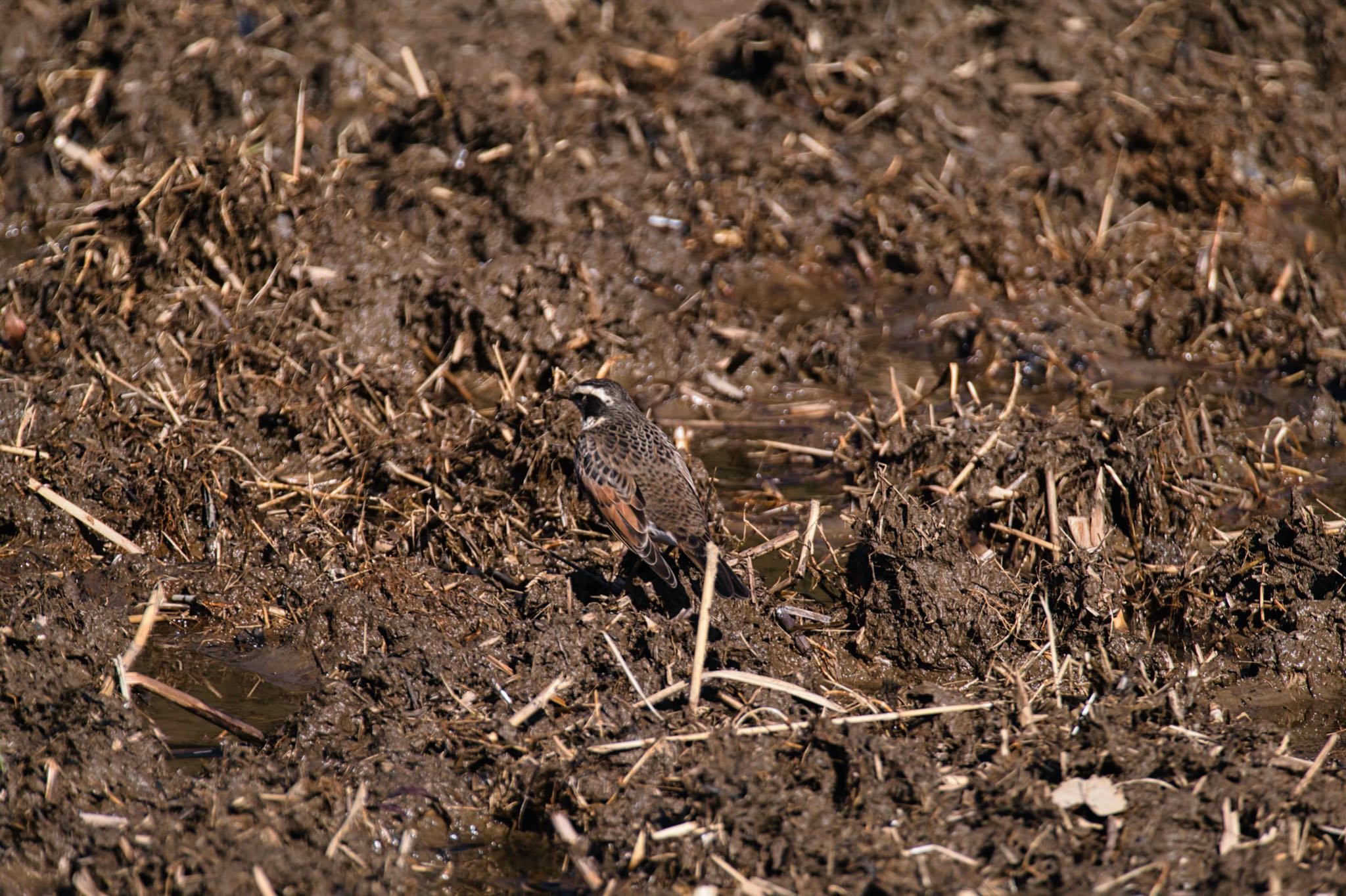 北本自然観察公園 ツグミの写真