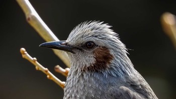 Brown-eared Bulbul 恩田川 Wed, 1/15/2020