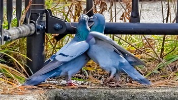 Rock Dove 恩田川 Wed, 1/15/2020