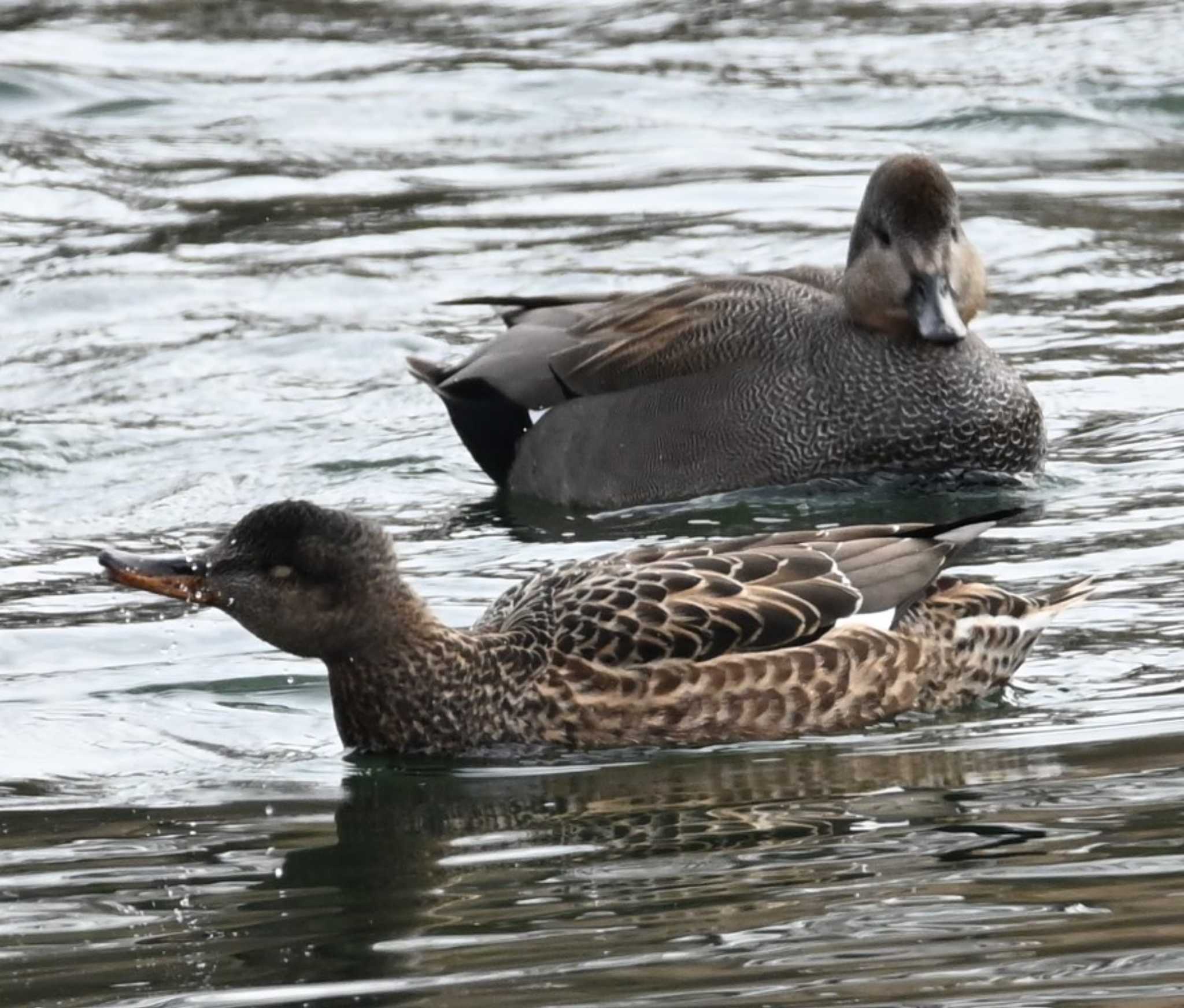 横浜市金沢区長浜公園 オカヨシガモの写真 by Biker