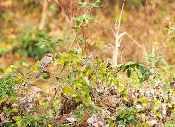 Bull-headed Shrike Unknown Spots Sat, 12/17/2016