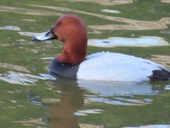 Common Pochard 烏城公園 Tue, 1/26/2021