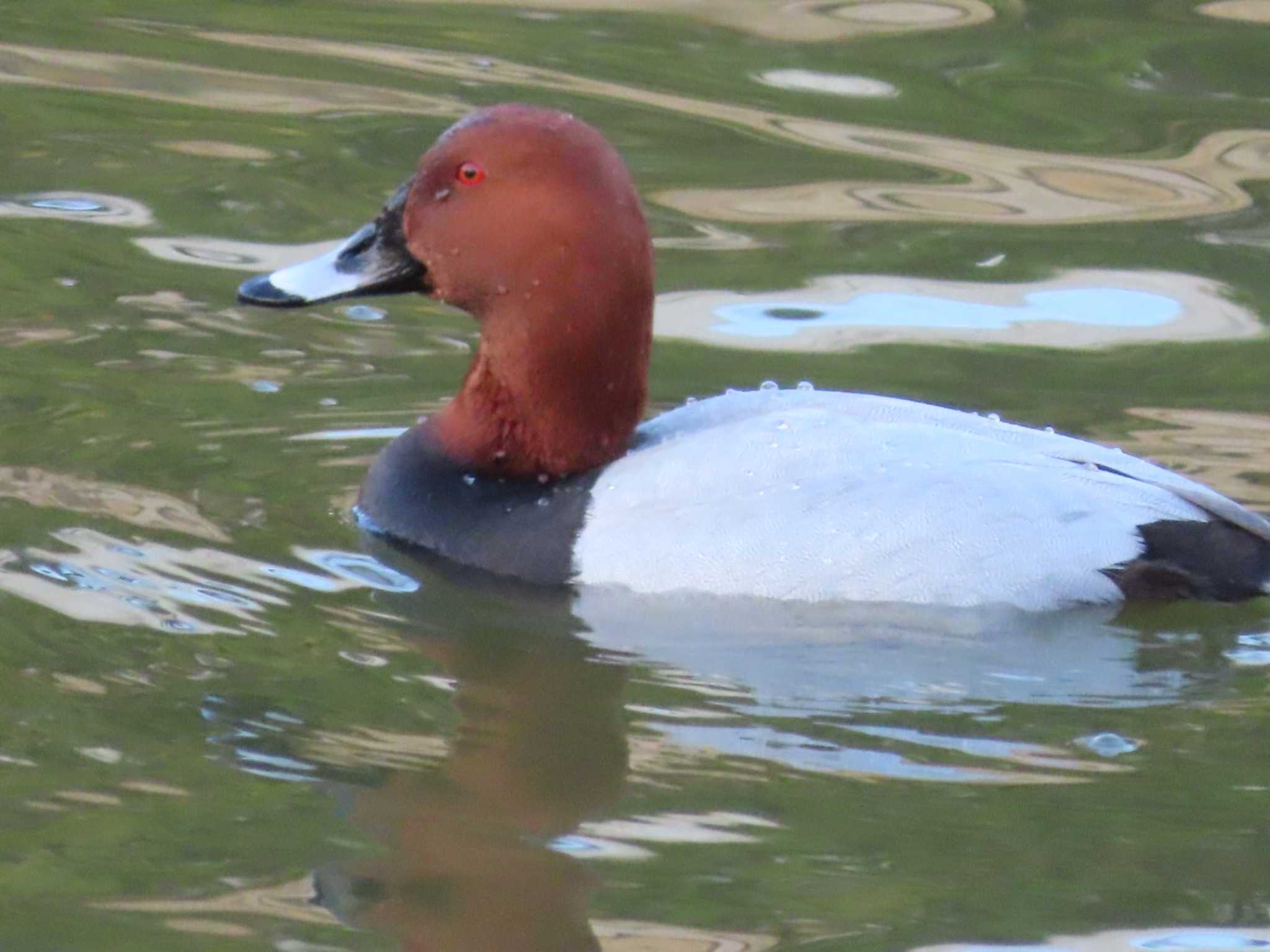 Photo of Common Pochard at 烏城公園 by タケ