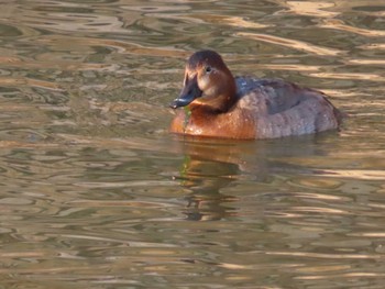 Common Pochard 烏城公園 Tue, 1/26/2021