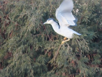 Black-crowned Night Heron 岡山烏城公園 Tue, 1/26/2021