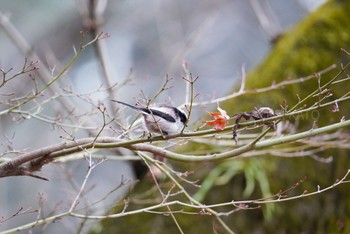 エナガ 泉の森公園 2021年1月26日(火)