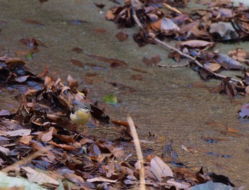 Grey Wagtail 初谷 Sun, 12/18/2016