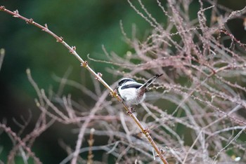 エナガ 泉の森公園 2021年1月26日(火)