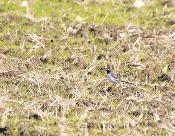 Japanese Wagtail 初谷 Sun, 12/18/2016