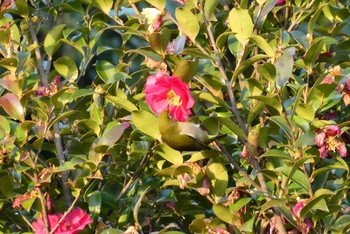 Warbling White-eye 東京都北区 Mon, 1/25/2021