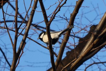 Japanese Tit 東京都北区 Mon, 1/25/2021