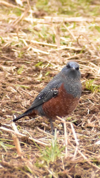 2021年1月26日(火) 芝川第一調節池(芝川貯水池)の野鳥観察記録