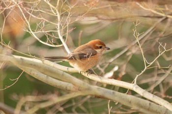 2021年1月26日(火) 三ツ池公園(横浜市鶴見区)の野鳥観察記録