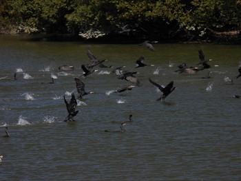 カワウ 濁池 2020年11月3日(火)