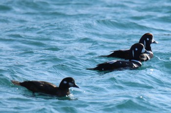 Harlequin Duck 北海道日高地方 浦河港 Mon, 1/25/2021