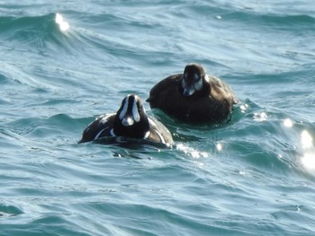 Harlequin Duck 北海道日高地方 浦河港 Mon, 1/25/2021