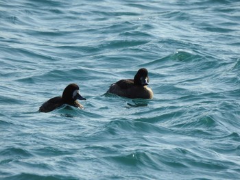 Greater Scaup 北海道日高地方 浦河港 Mon, 1/25/2021