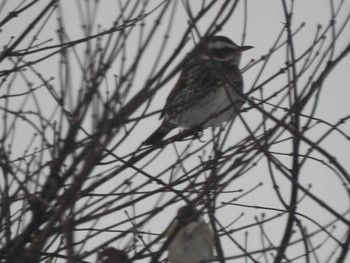 Dusky Thrush 北海道日高地方 浦河港 Mon, 1/25/2021