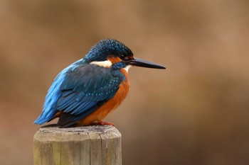 2021年1月26日(火) 薬師池公園の野鳥観察記録