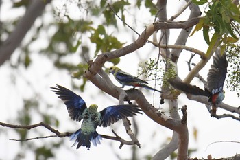 ホオアオサメクサインコ オーストラリア 2019年10月19日(土)