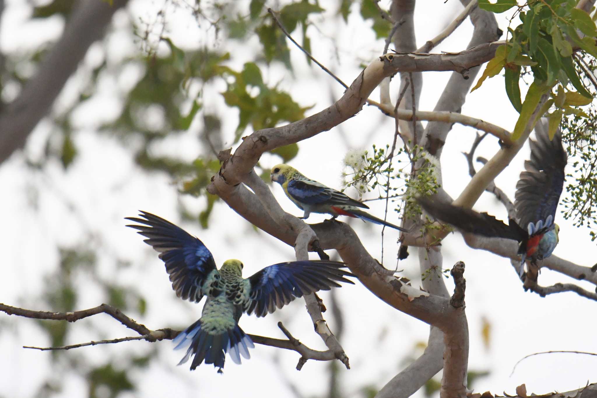 Pale-headed Rosella